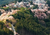 日本奈良县闻名的吉野山三万棵樱花樱花树覆盖图片(组图)
