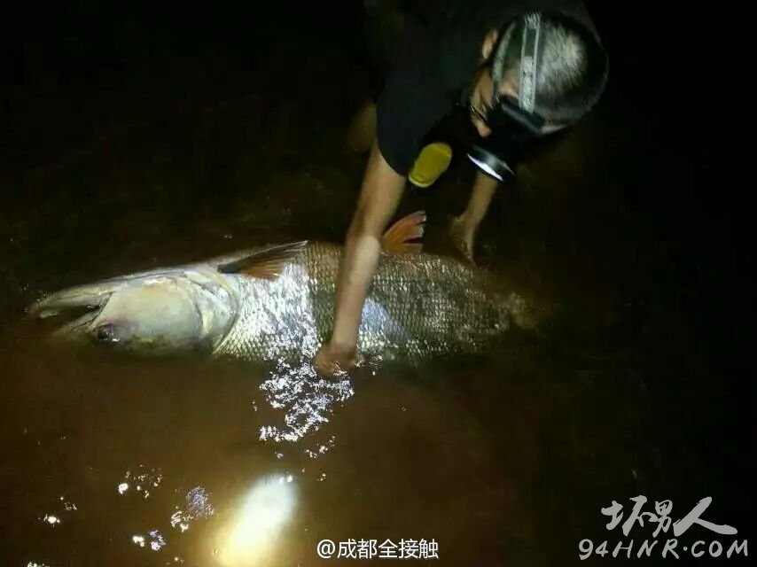 四川父子钓起98.4斤重鳡鱼 巨型大鱼身长1.63米(组图)