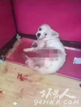长春虐狗事件始末|最新消息 砍狗人个人资料遭人肉 微信雪纳瑞拉瑞麻麻真实身份曝光