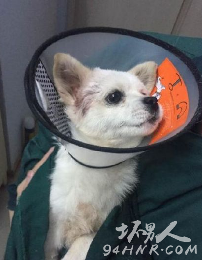 长春虐狗事件始末|最新消息 砍狗人个人资料遭人肉 微信雪纳瑞拉瑞麻麻真实身份曝光