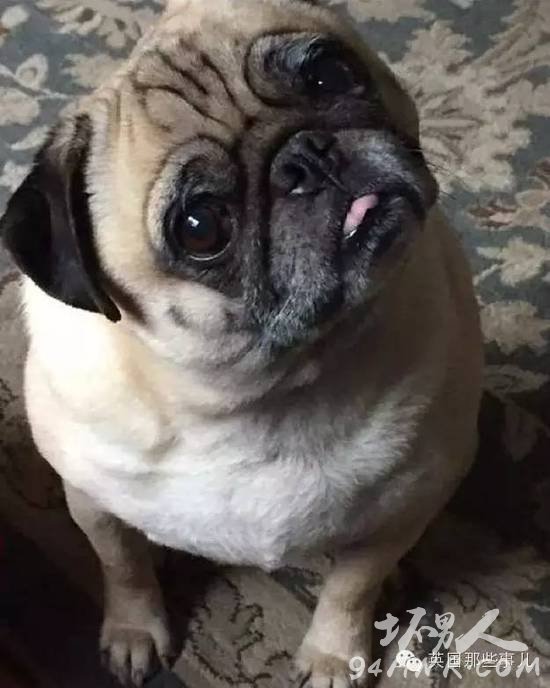 一名单身狗恋上了一条单身汪并虐狗无数的爱情故事