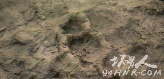 上海浦东一村子200只鸡鸭被神秘动物咬死 监控视频还原神秘动物真面目