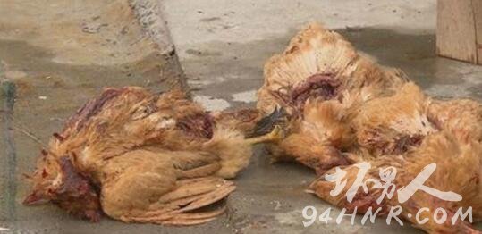 上海浦东一村子200只鸡鸭被神秘动物咬死 监控视频还原神秘动物真面目