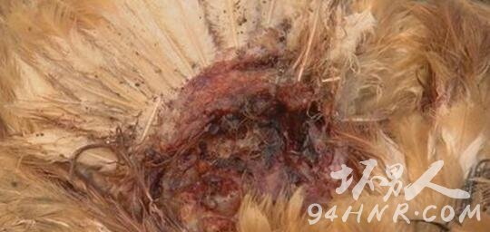 上海浦东一村子200只鸡鸭被神秘动物咬死 监控视频还原神秘动物真面目