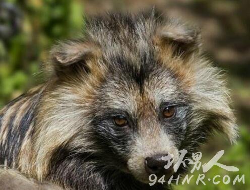 上海浦东一村子200只鸡鸭被神秘动物咬死 监控视频还原神秘动物真面目