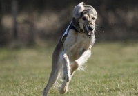 盘点最贵的世界十大名犬 世界十大名犬排行榜