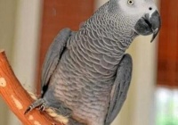 ϷɵԶʲô