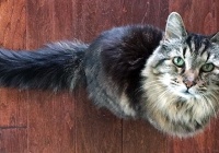 �������L�۵�؈ ������؈ƽ�����g��һ��