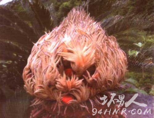 世界最大的生物精子 苏铁精子