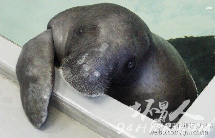 世界上最老的海牛