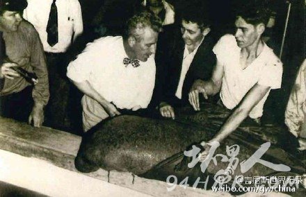 世界上最老的海牛