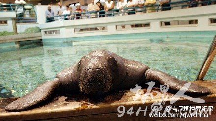 世界上最老的海牛