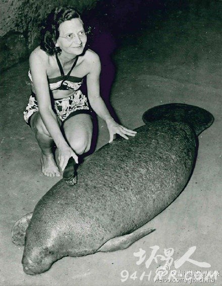 世界上最老的海牛