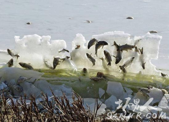 湖里的鱼被冻在空中 变成一堵“墙”
