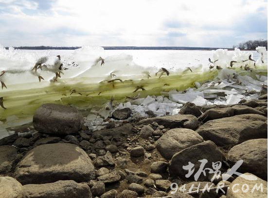 湖里的鱼被冻在空中 变成一堵“墙”