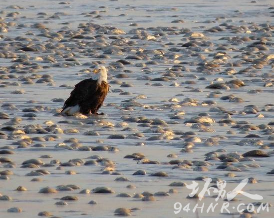 湖里的鱼被冻在空中 变成一堵“墙”