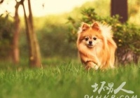 出门旅行不用烦了 汪星人喵星人可以打飞的