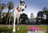 �����ϸ���ͷ���Ĺ� �ȴ����NBA�����˶�Ա����