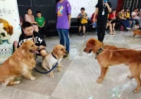 杭州100多条狗一起进电影院看电影 主人帮爱犬用狗爪签到