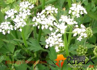 7������Ұ��