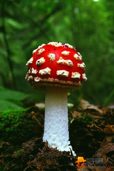 7������Ұ��