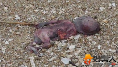 �������߾��ֶ����Ӥ