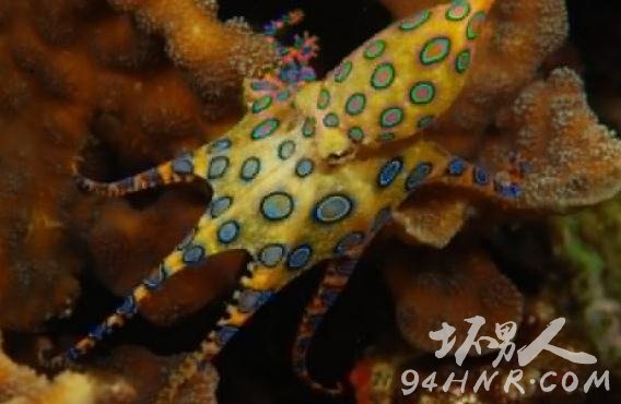 蓝环章鱼