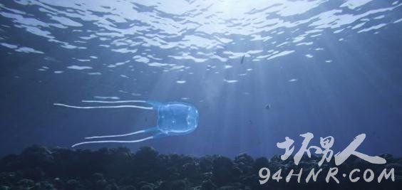 箱形水母Box Jellyfish