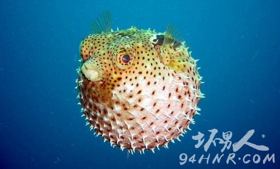 河豚