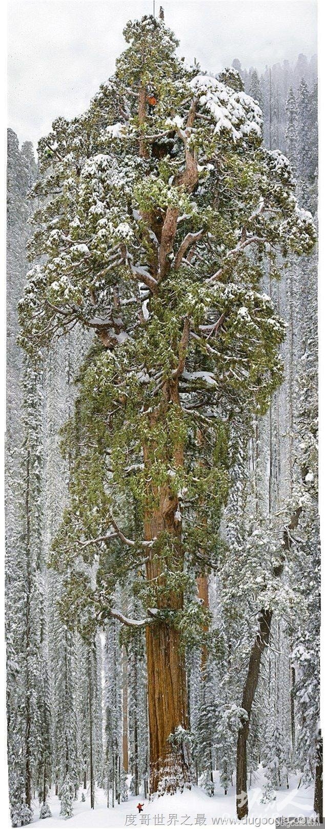 世界上十大最古老神木,比中国台湾阿里山神木还要老40倍以上