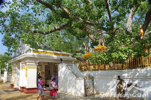世界上十大最古老神木,比中国台湾阿里山神木还要老40倍以上