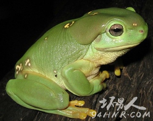 ,ѧLitoria splendidais