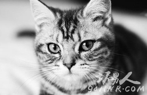 “妈”的虎斑母猫