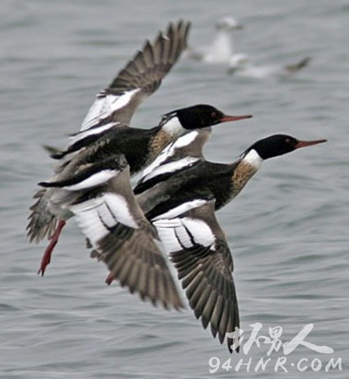 ������ɳѼ,Ӣ������Mergus serrator