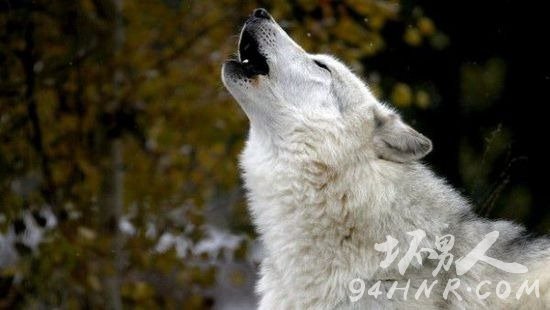 Ӣ464ѧǽҲܴ¼