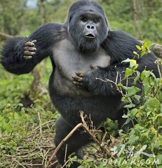 猩猩,动物之最