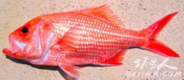 寿命最长的红衫鱼