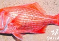 寿命最长的红衫鱼 澳洲一条红衫鱼已活84年