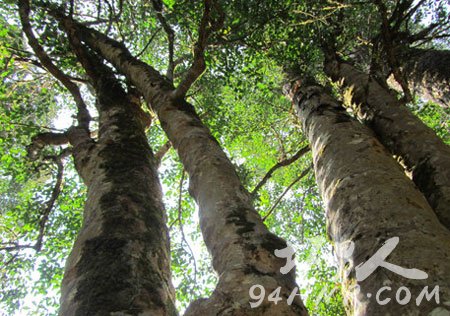 ��������Ұ�������ʲô��䣿��������