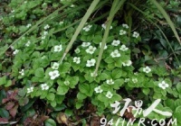 �������ٶ�����ֲ������Ž�