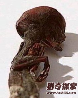 ʷСʬ7 ѧһ˲