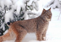 【图】动物世界之最:世界上最大的猫科动物猞猁