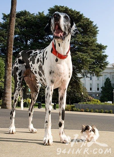 tallest-and-shortest-dogs-portrait_tcm25-398402_tcm32-399985