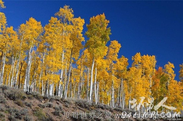 世界上十大最古老神木,比中国台湾阿里山神木还要老40倍以上