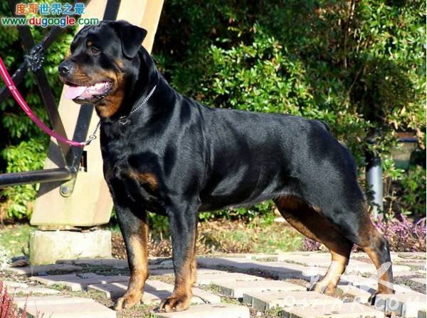 ĹNo.4:ȮRottweiler