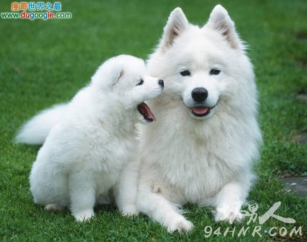 ĹNo.2:ĦҮȮSamoyedĹNo.2:ĦҮȮSamoyed