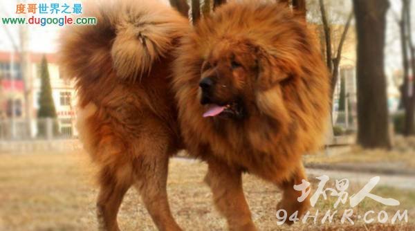 ĹNo.3:Tibetan Mastiff