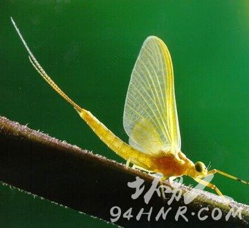 动物中的世界之最