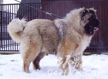 动物中的世界之最