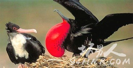 世界上飞行速度最快的鸟 军舰鸟